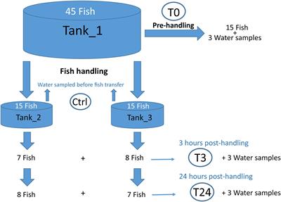 The Skin-Mucus Microbial Community of Farmed <mark class="highlighted">Atlantic Salmon (Salmo salar)</mark>